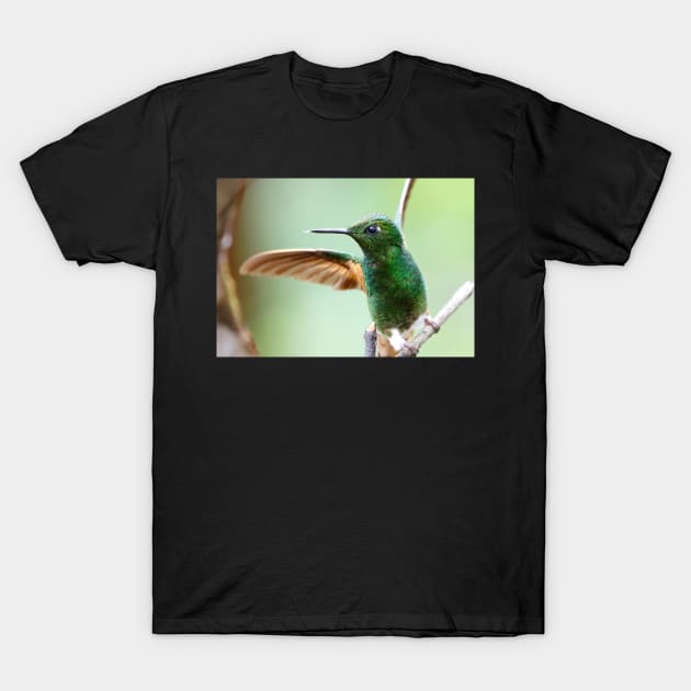 Buff-Tailed Coronet Bird T-Shirt by MinnieWilks